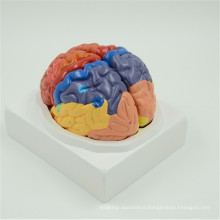 Hot sale high quality brain horizontal section model